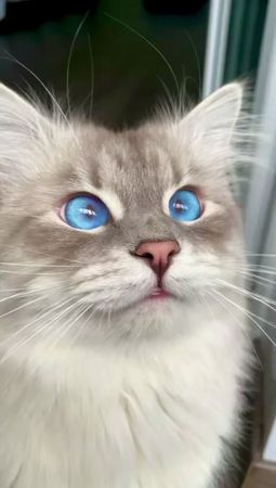 Кот говорит «мама» #кот #catsoftiktok #catlover #cat #blueeyes #котик...