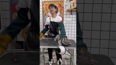 Most Aggressive Cat I’ve Ever Groomed #angrycat #grooming