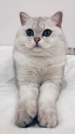 #cat#кот#котик#Буся#бусинка#бусик#булочка#плюшка#любимая#любовь