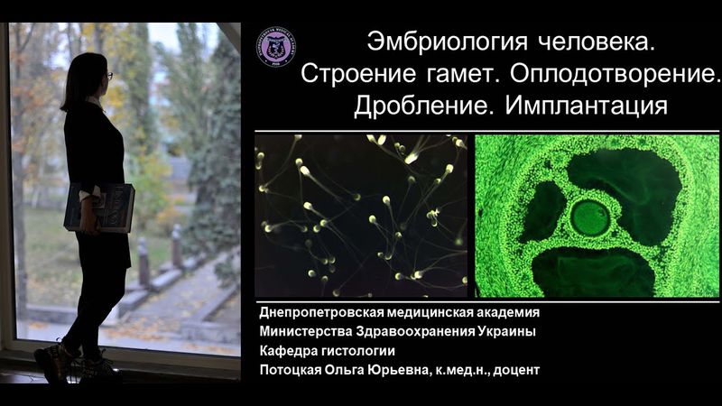 3. Эмбриология человека Строение гамет Оплодотворение Дробление Имплантация