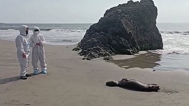 Учёные Чили выявили передачу H5N1 между млекопитающими