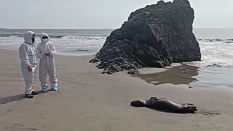 Учёные Чили выявили передачу H5N1 между млекопитающими