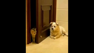 Cuidado não entra.. cachorro na área.. kkkk.. #shorts #cuidado #cachorro #área #humor #animaisfofos