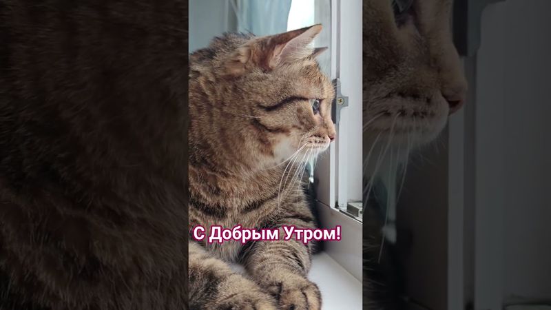 Доброе утро 😻🤗😍❤ #cat #кот #юмор #котушка #приколы #прикольныекоты