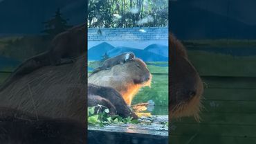 Странные Вещи, Которые Делают Капибары