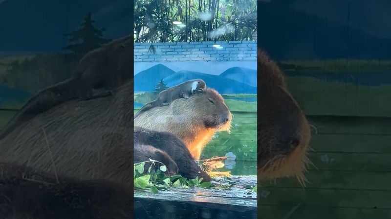 Странные Вещи, Которые Делают Капибары