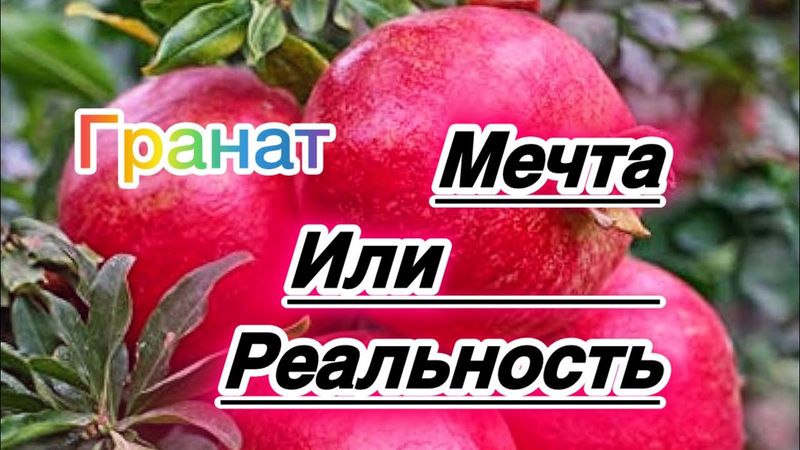 Гранат в открытом грунте.Секреты правильного ухода.
