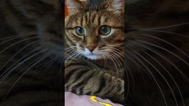 Фортуна 😺😉🤗🤣 #cat #кот #юмор #приколы #котушка #цитаты #смех