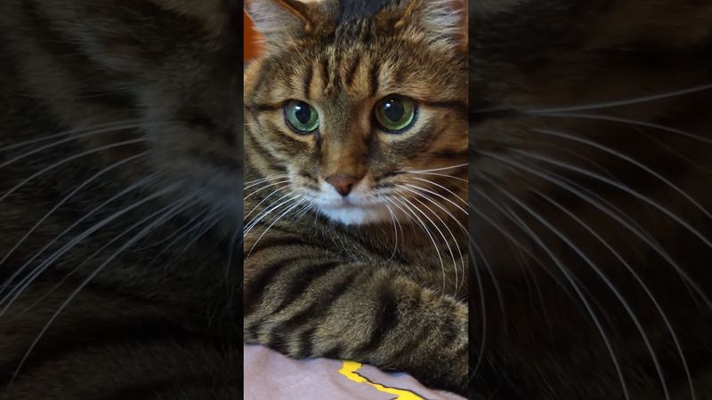 Фортуна 😺😉🤗🤣 #cat #кот #юмор #приколы #котушка #цитаты #смех