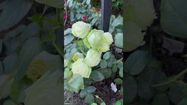 Роза Вединг пиано🔱 Wedding Piano