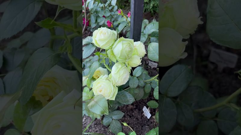 Роза Вединг пиано🔱 Wedding Piano