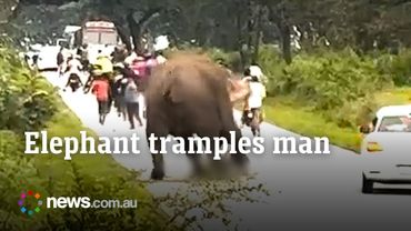 Elephant attacks and tramples man during traffic jam in India