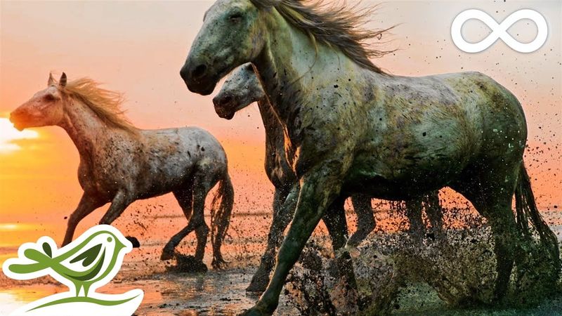 موسیقی آرامش بخش و زیبا با طبیعت خیره کننده با کیفیت 4K • آرامش ، خواب ، مراقبه ، مطالعه