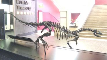 Скелет маленького динозавра нового вида представили в Лондоне
