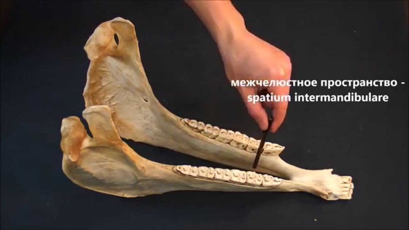 нижняя челюсть домашних животных