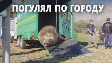 В ЮАР морского слона, приползшего в город, вернули в океан