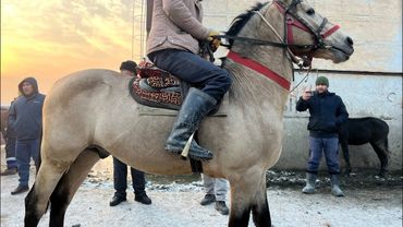 😱АСПБОЗОРИ ЛЕНИНСИЙ РАЙОН 😱СРОЧНА ТАМОШО КУ НАРХО ДАР ОСМОН 😱🐴🐴11:12:2024