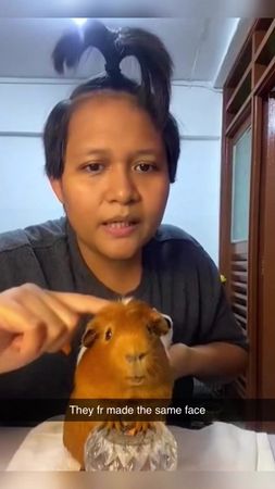 #guineapig ##funny##humor 