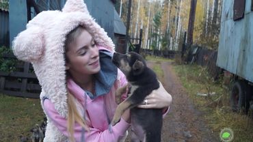 Бездомные щенки