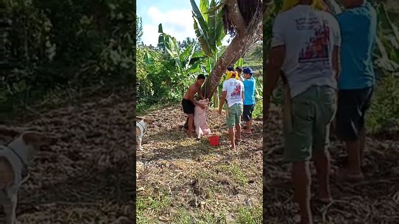 this is one of how pig slaughter!