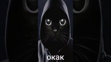 #больфотографов #фотографспб #окак #мем #месы #memes #meme #кот #мемас #о #как #смешно #смешные