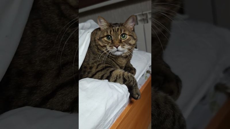 Три типа людей 🙀🤔😉🤣 #cat #кот #юмор #котушка #приколы #цитаты