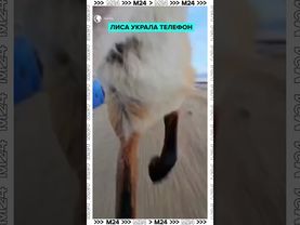 Лиса украла очень вкусный телефон — Москва 24