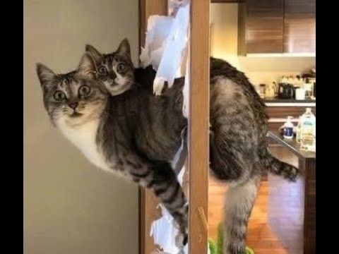 😺 Video-video kucing dan anak kucing yang sangat lucu! 🐈 Koleksi video lucu terbaru! 😸