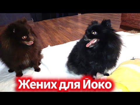 Первая вязка у шпицев. Жених для Йоко.