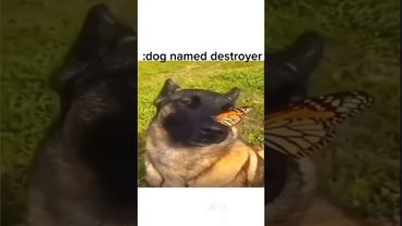 dog with butterfly 🦋 on nose meme #meme
