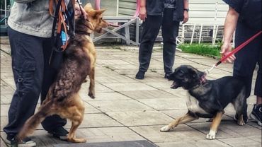 ДТ - 781. В джазе только девушки - "шоу" программа