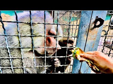 Это НАДО ВИДЕТЬ! Елисей так доверяет мне что подпустил Люсю кушать пюрешку и сам ест из моих рук)))