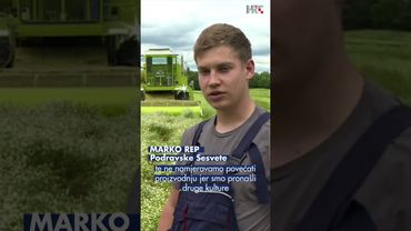 Žetva kamilice u punom jeku – izvoz raste