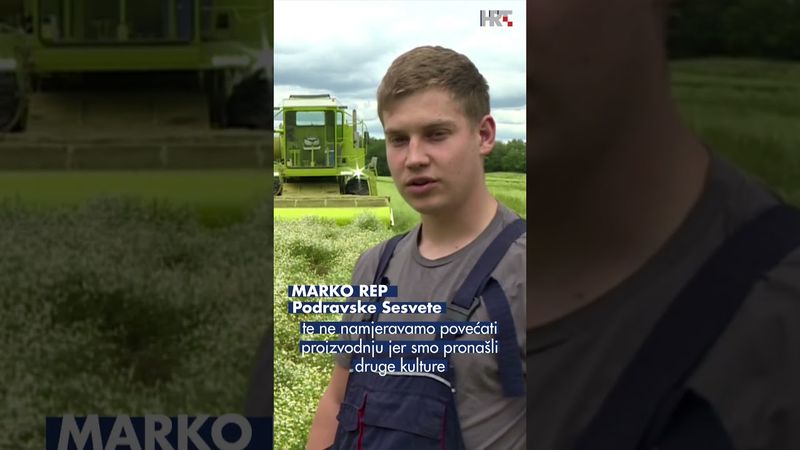 Žetva kamilice u punom jeku – izvoz raste