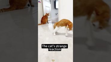 #fypシ #catfunny #funny