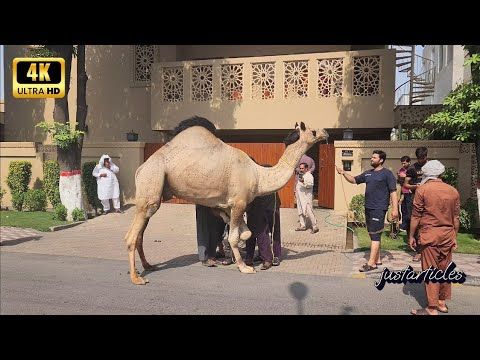 camel slaughter 2025 B2 wapda town