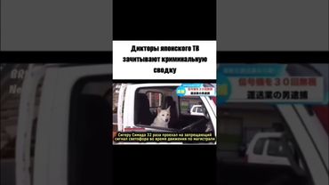 Самый опасный преступник #япония #новости #приколы #собака #водитель
