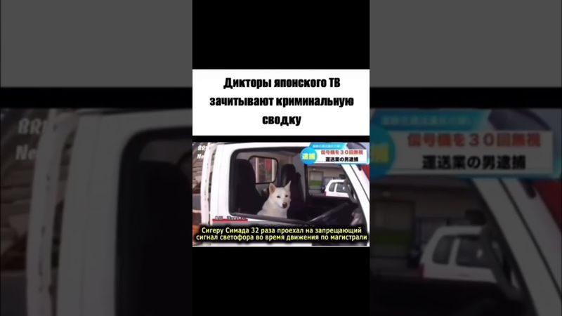 Самый опасный преступник #япония #новости #приколы #собака #водитель