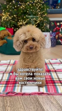 ТГК Пудель Груша STAR