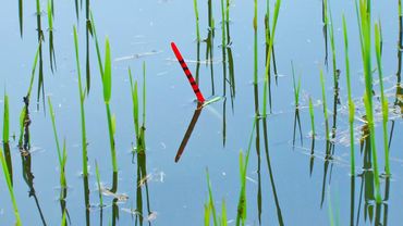 Рыбалка на КАРАСЯ в камышах на поплавок. Ловля КАРАСЯ летом с лодки. Ловля карася на маховую удочку