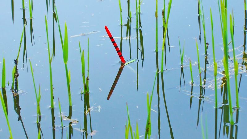 Рыбалка на КАРАСЯ в камышах на поплавок. Ловля КАРАСЯ летом с лодки. Ловля карася на маховую удочку