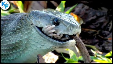 Чёрная мамба: почему это самая опасная змея в мире! Интересные факты о черной мамбе.