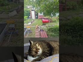 Потехе час 😻😉🤗🤣 #cat #кот #юмор #котушка #dj #remix #dance #music #приколы