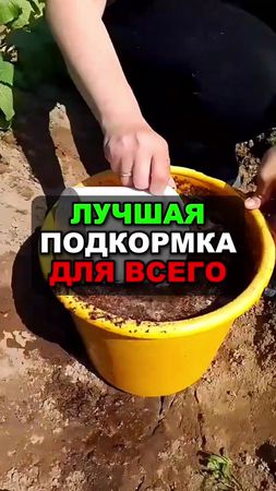 Это лучшая подкормка для всего #огород #сад #дача
