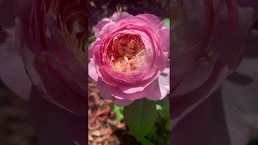 Constance rose – David Austin’s florist favorite with vintage charm and a dreamy, blush pink hue.