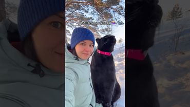 They're just bigger cats.#funny #animallife #animals #bigcat #tiger #leopard #cute #funnypets