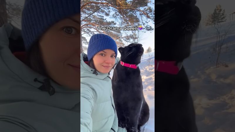 They're just bigger cats.#funny #animallife #animals #bigcat #tiger #leopard #cute #funnypets