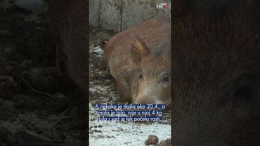 Svinja u Podinama čuva ovce bolje od pastira