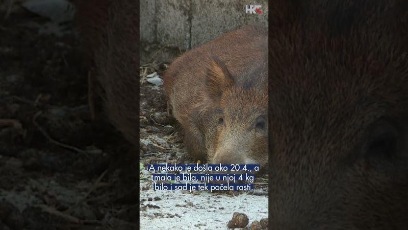 Svinja u Podinama čuva ovce bolje od pastira