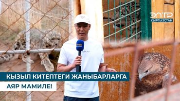 КЫЗЫЛ КИТЕПТЕГИ ЖАНЫБАРЛАРГА АЯР МАМИЛЕ!